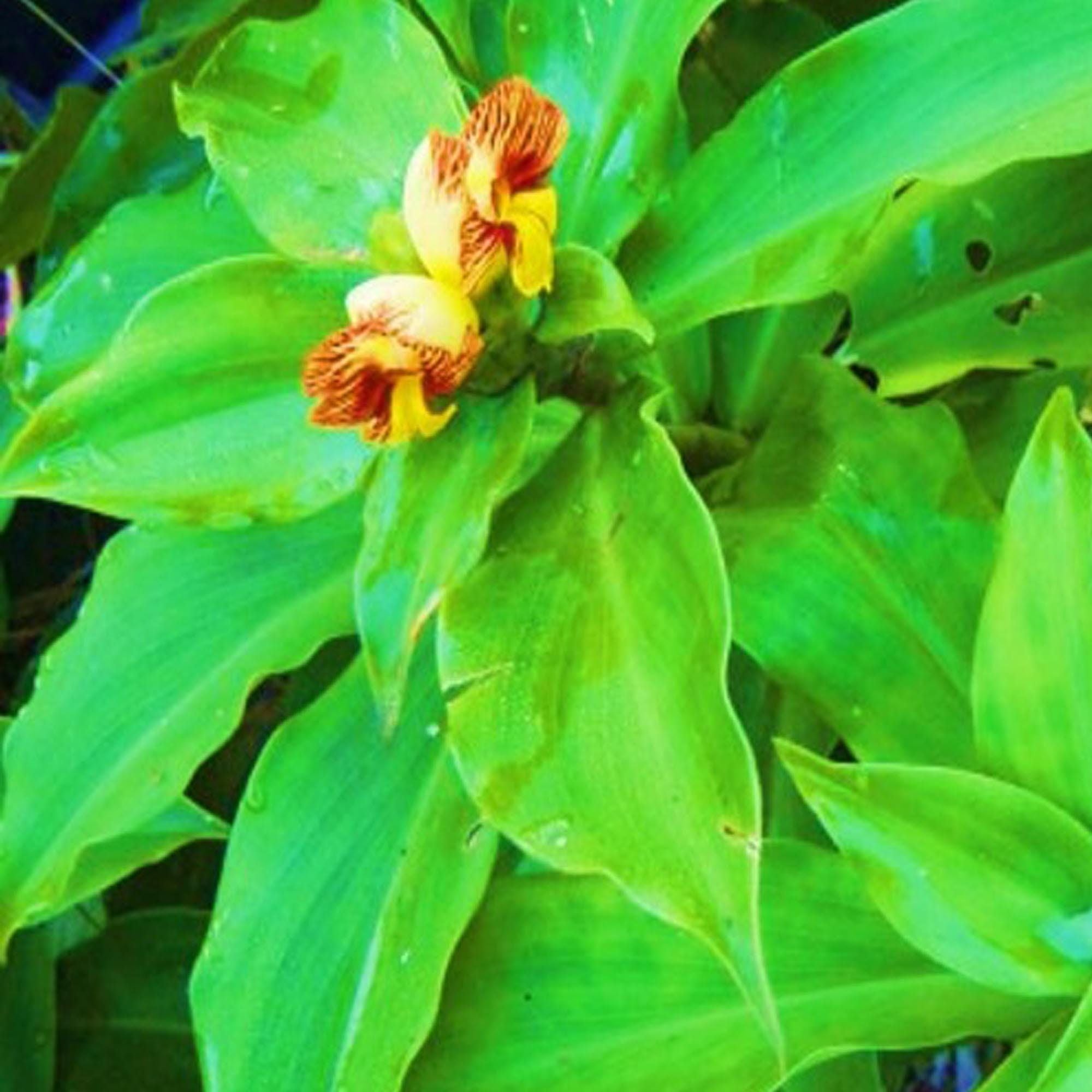 Costus Igneus Plant: What is Inulin and How it Supports Digestion + Herbal Recipes