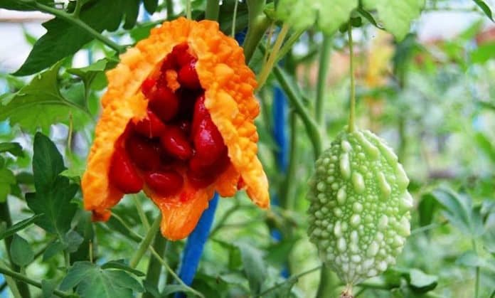 Cerasee Or Asosi: The Cure-All Plant For South Florida's Haitian Plant