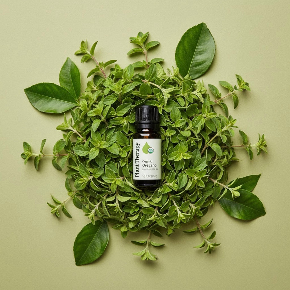 Organic Oregano Essential Oil