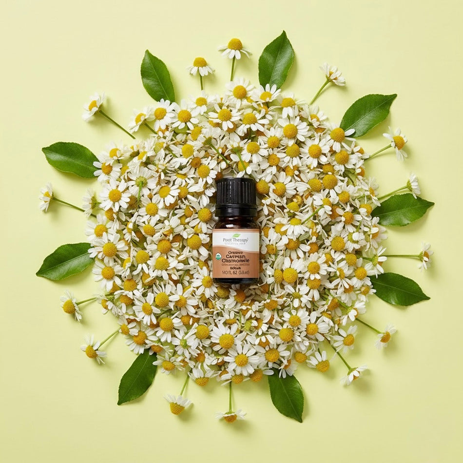 Organic Roman Chamomile Essential Oil