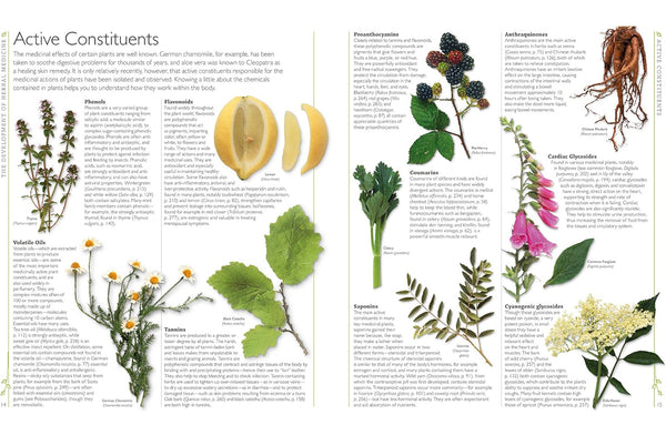 Encyclopedia of Herbal Medicine: 550 Herbs and Remedies for Common Ailments