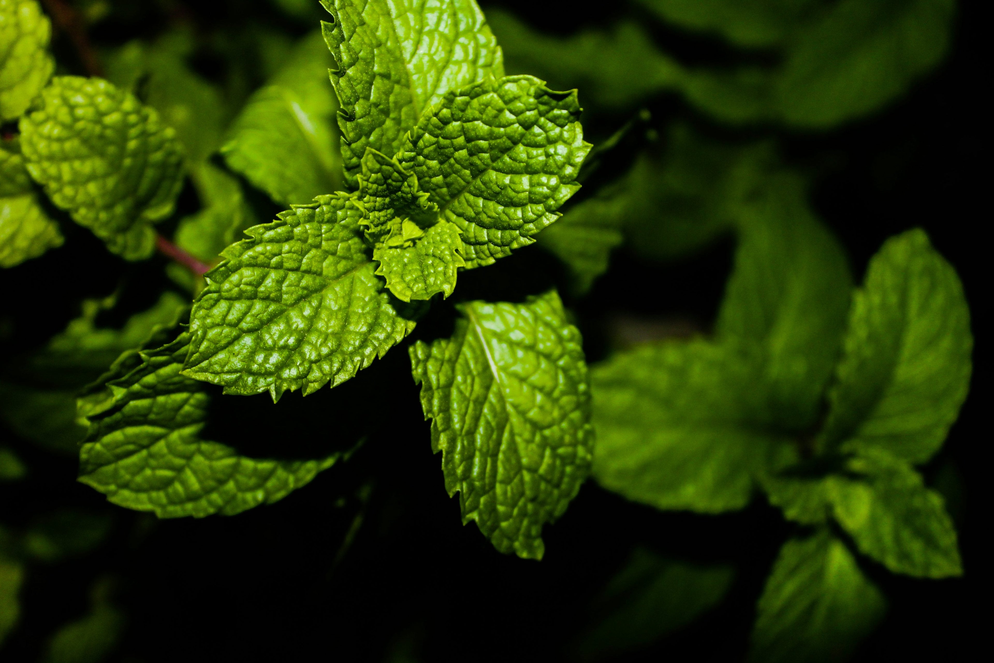 Close-up of green mint leaves against a dark background